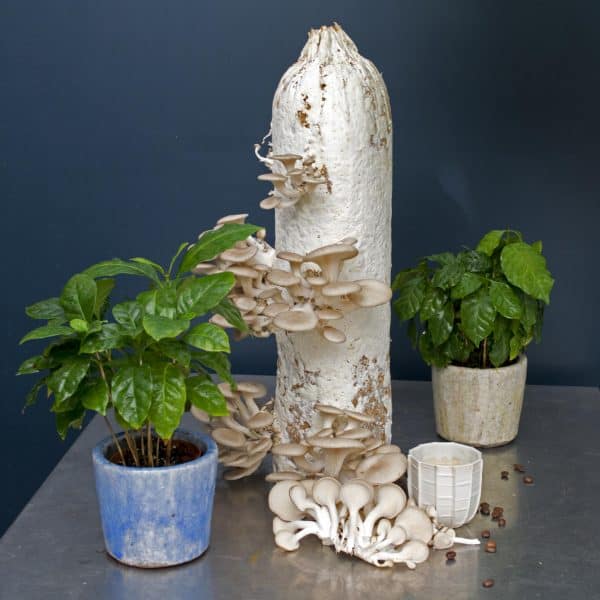Workshop kweek eetbare paddenstoelen