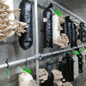 Fungi & Soil Festival - Oesterzwammen kweken op koffiedik