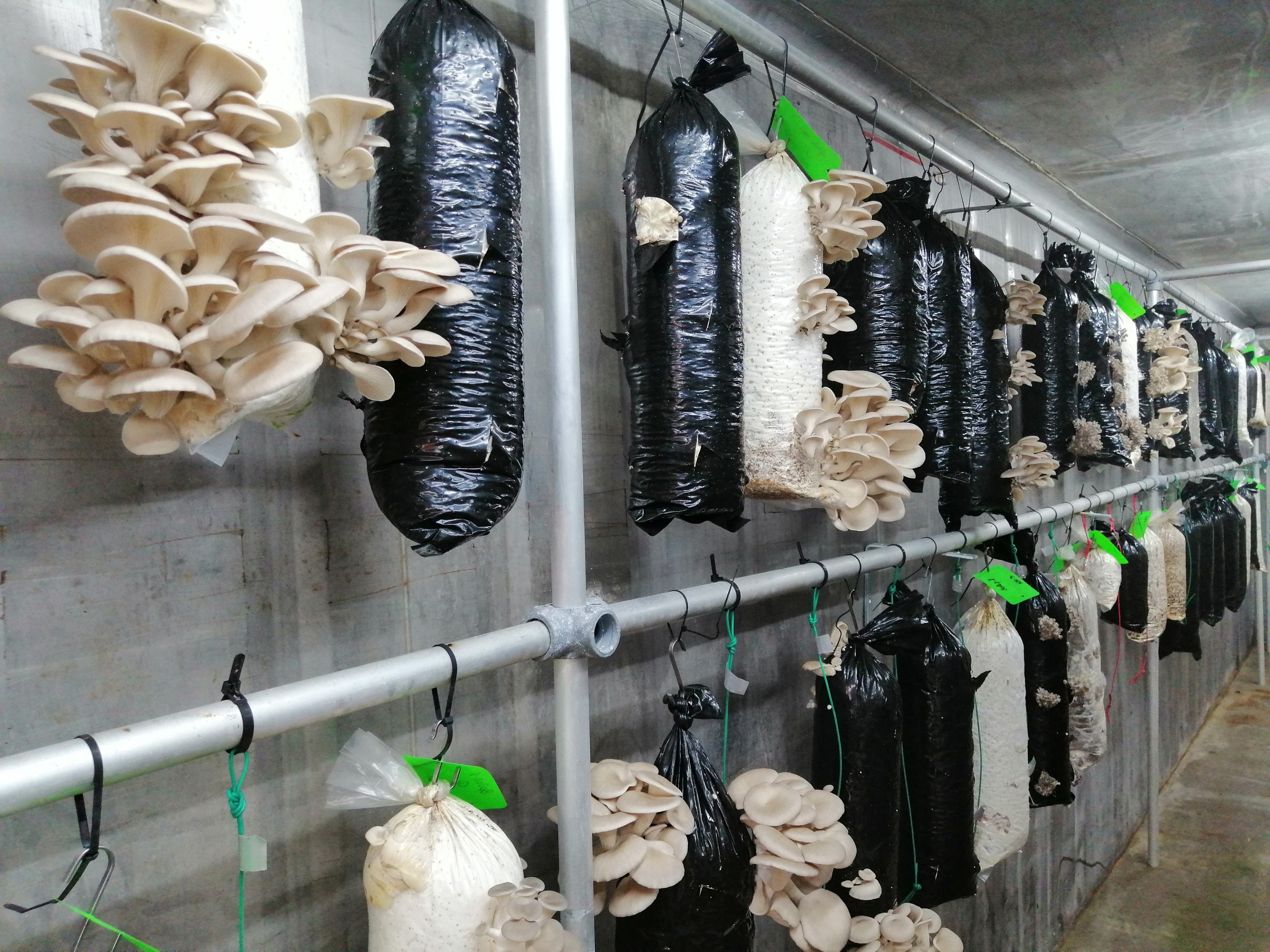 Fungi open middag - Afbeelding 8