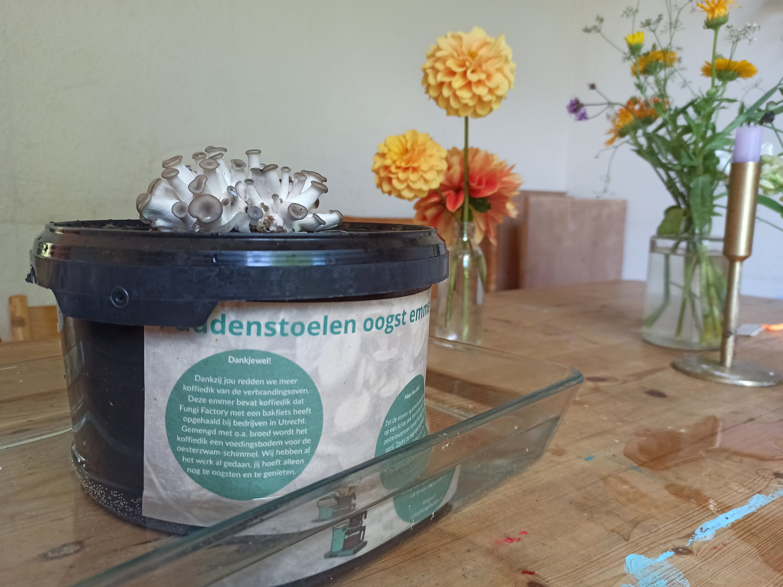 Paddenstoelen oogst emmer - Afbeelding 2