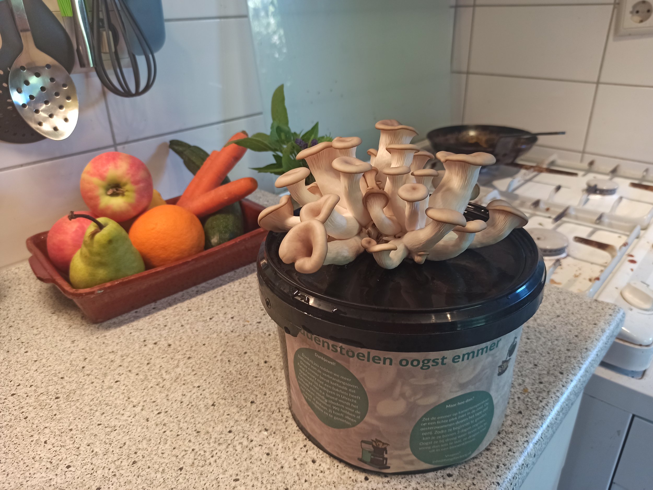 Paddenstoelen oogst emmer - Afbeelding 3