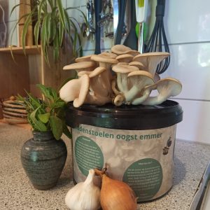 Paddenstoelen oogst emmer