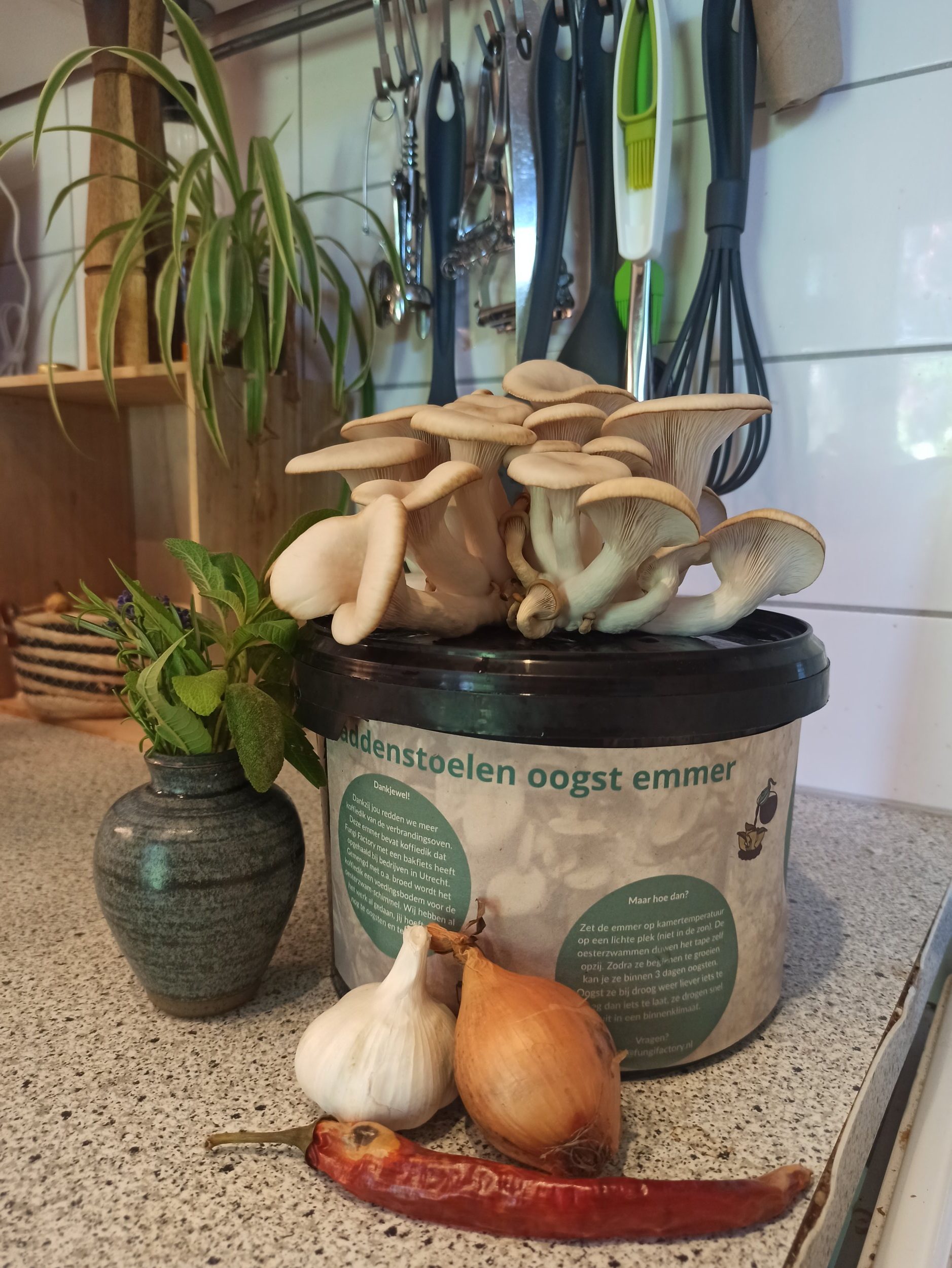 Paddenstoelen oogst emmer