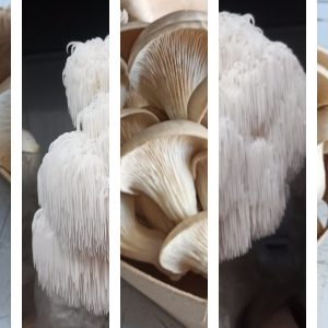 Paddenstoelen Box Abonnement