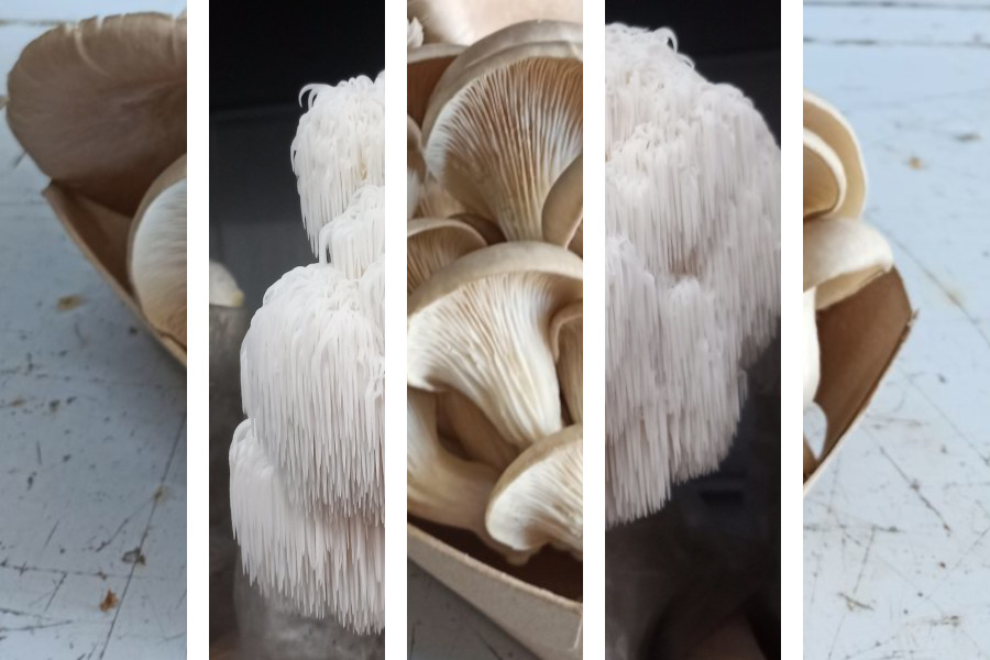 Paddenstoelen Box Abonnement