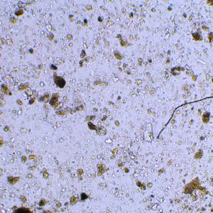 Fungi & Soil Festival - Bodem analyse