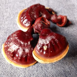 Fungi & Soil Festival - Medicinale Paddenstoelen Proeverij