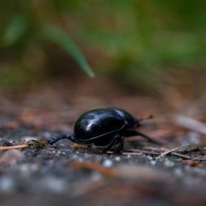 Fungi & Soil Festival - Bodemspeurtocht